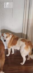 Lost Female Dog last seen 134th and hiwassee, Oklahoma City, OK 73165
