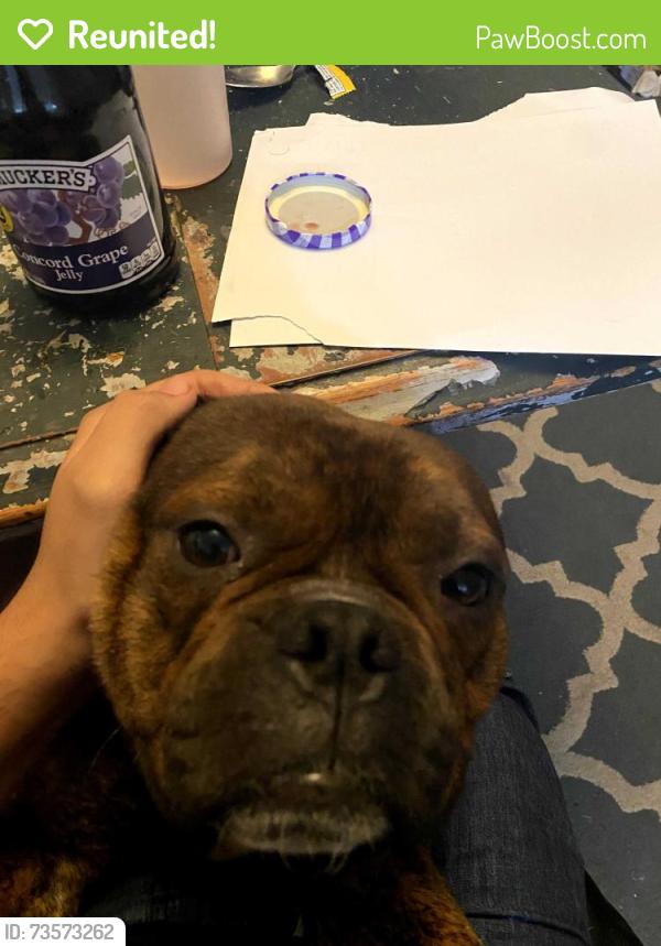Reunited Male Dog last seen Veterans park, Brentwood, CA 94513