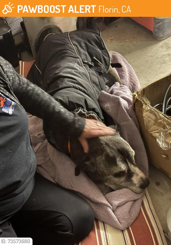 Found/Stray Male Dog last seen Marion oaks ct and trimmer way. Near walking park that goes thru Larchmont area, Florin, CA 95828