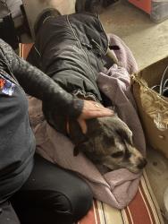 Found/Stray Male Dog last seen Marion oaks ct and trimmer way. Near walking park that goes thru Larchmont area, Florin, CA 95828