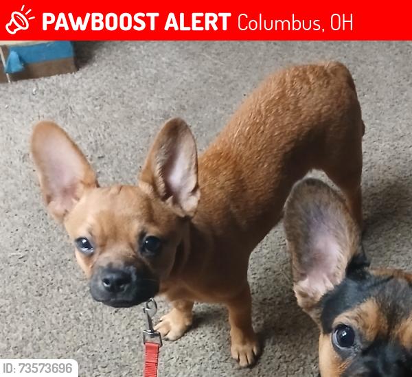 Lost Male Dog last seen Near Yorkshire Terrace Dr, Columbus, OH 43232