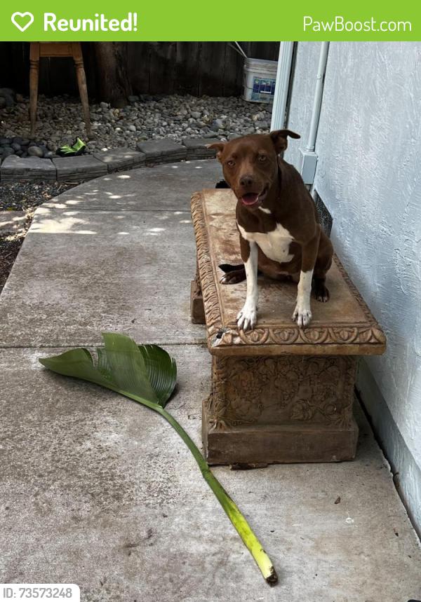 Reunited Female Dog last seen On Prewett Ranch Drive, Antioch, CA 94531