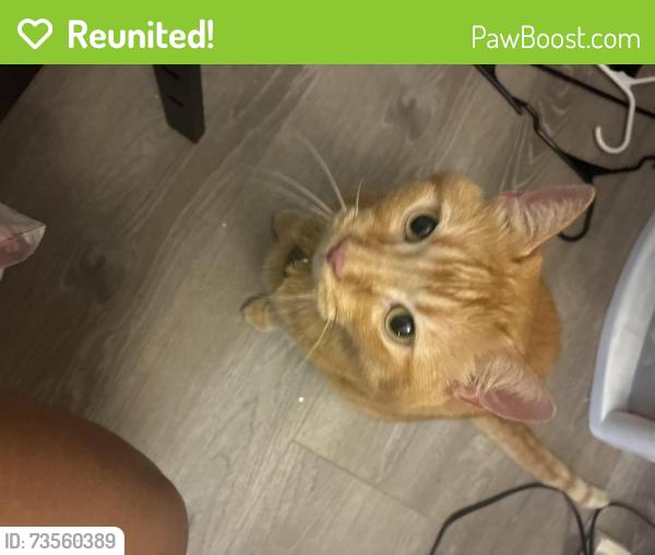 Reunited Male Cat last seen Near nw 5th ave Boca Raton, Boca Raton, FL 33431
