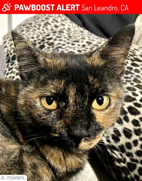 Lost Female Cat last seen Near Castro Street, San Leandro, CA 94577
