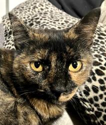 Lost Female Cat last seen Near Castro Street, San Leandro, CA 94577