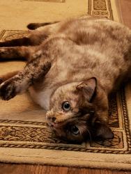 Lost Female Cat last seen Trails South, Edmond, OK 73012