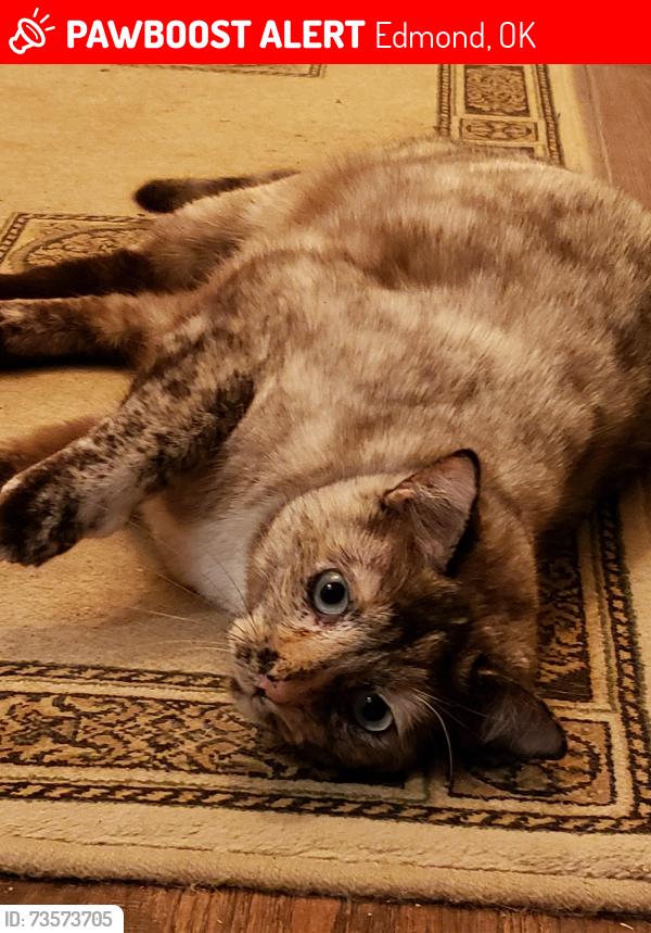 Lost Female Cat last seen Trails South, Edmond, OK 73012