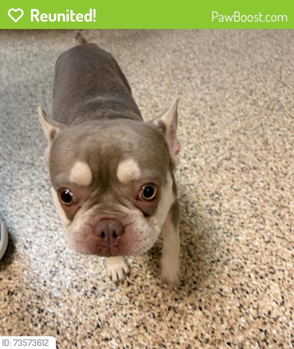 Reunited Male Dog last seen Gandy Blvd between MacDill and Bayshore, Tampa, FL 33611