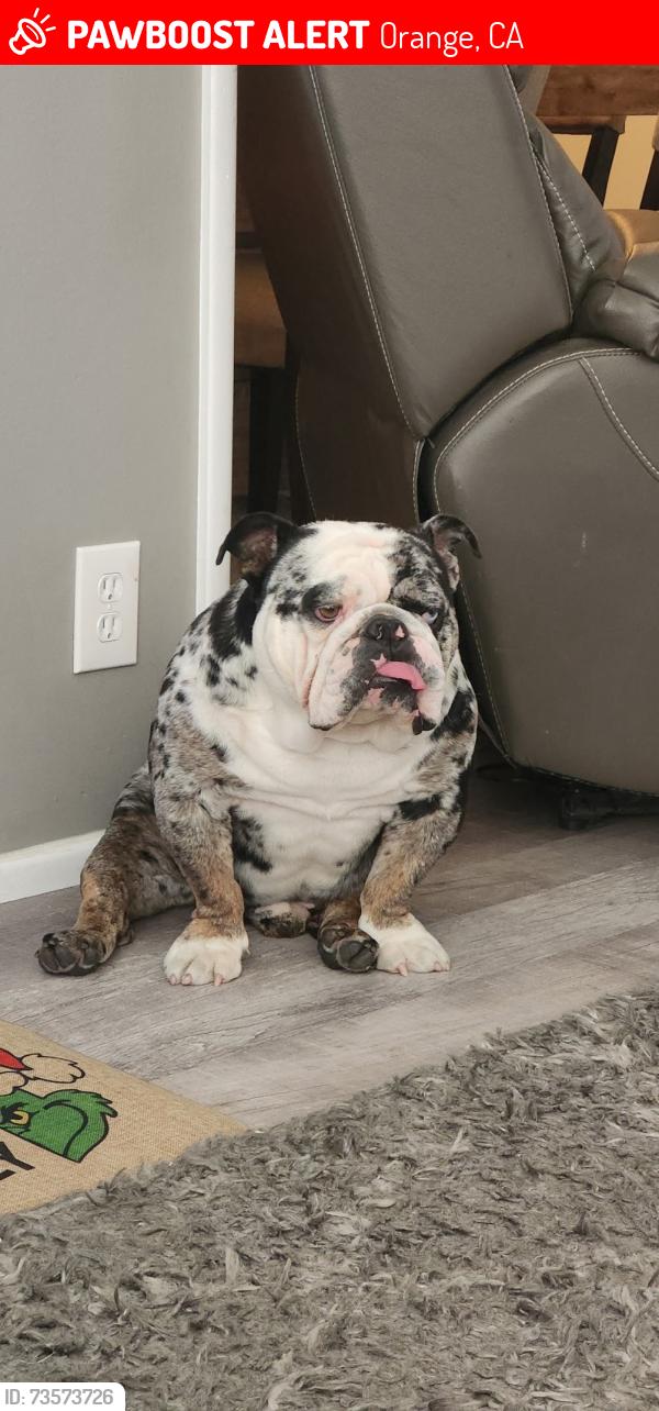 Lost Male Dog last seen Walnut/ Cambridge, Orange, CA 92867