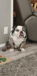 Lost Male Dog last seen Walnut/ Cambridge, Orange, CA 92867