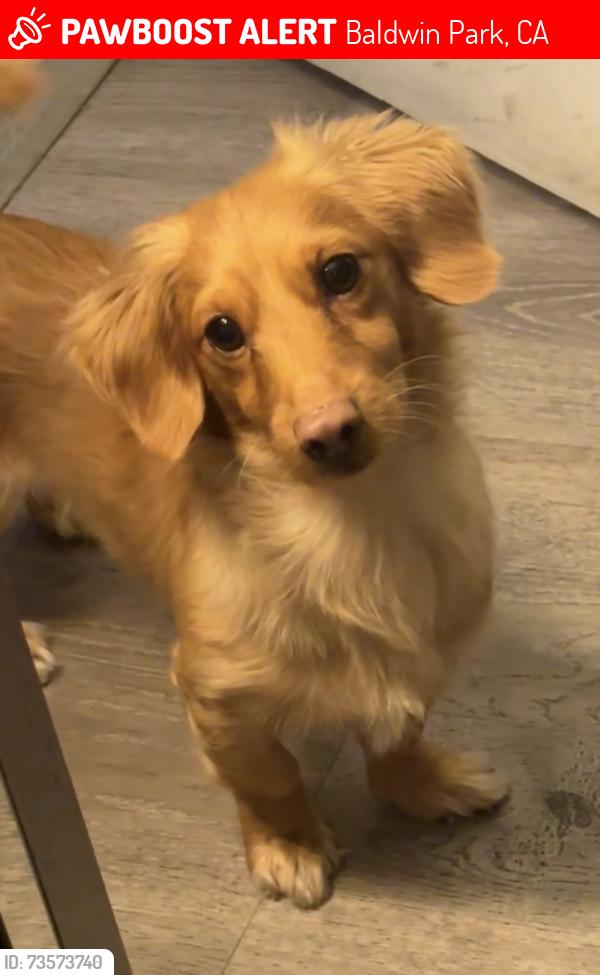 Lost Male Dog last seen Streets, Baldwin Park, CA 91706