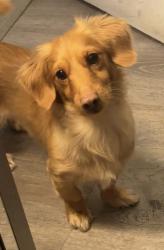 Lost Male Dog last seen Streets, Baldwin Park, CA 91706