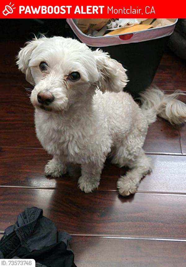 Lost Male Dog last seen Near home address, Montclair, CA 91763