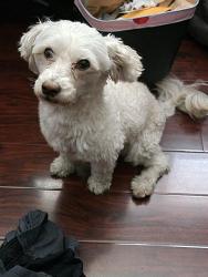Lost Male Dog last seen Near home address, Montclair, CA 91763