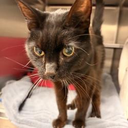 Shelter Stray Female Cat last seen Mt Horeb, Mt. Horeb, Village of, WI, 5132 Voges Rd, Madison, WI 53718, USA