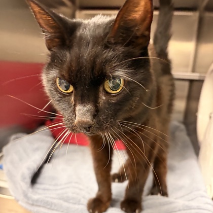 Shelter Stray Female Cat last seen Mt Horeb, Mt. Horeb, Village of, WI, 5132 Voges Rd, Madison, WI 53718, USA