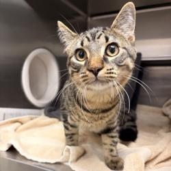 Shelter Stray Male Cat last seen Cottage Grove Road, Madison 3, City of, WI, 5132 Voges Rd, Madison, WI 53718, USA