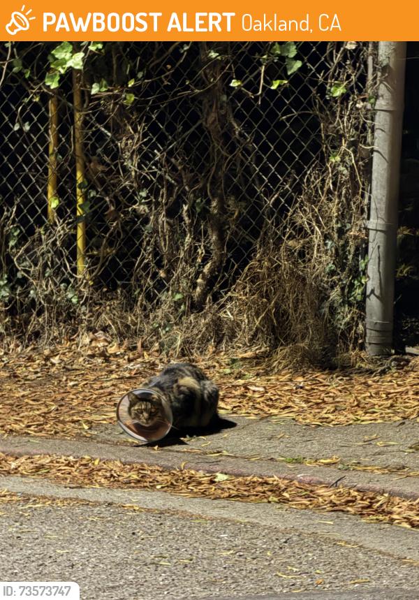 Found/Stray Female Cat last seen Trestle Glen Road and Haddon Pl, Oakland, CA 94610