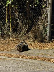 Found/Stray Female Cat last seen Trestle Glen Road and Haddon Pl, Oakland, CA 94610