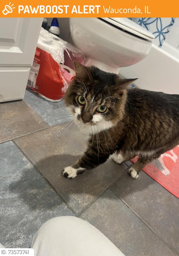 Found/Stray Unknown Cat last seen E Liberty & Ridge St, Wauconda, IL 60084