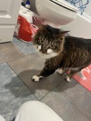 Found/Stray Unknown Cat last seen E Liberty & Ridge St, Wauconda, IL 60084