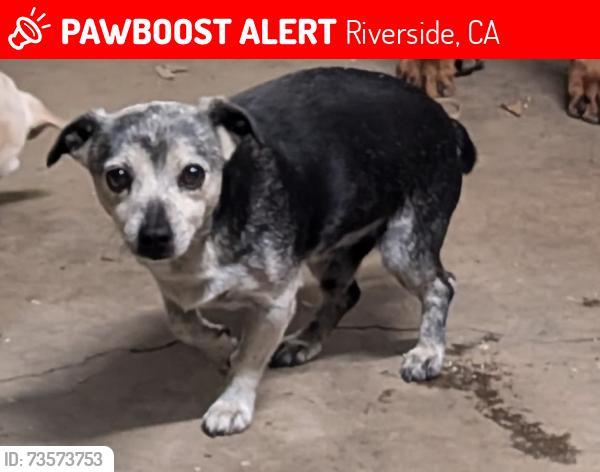Lost Male Dog last seen Gratton , Turlock, Riverside, CA 92504