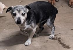 Lost Male Dog last seen Gratton , Turlock, Riverside, CA 92504