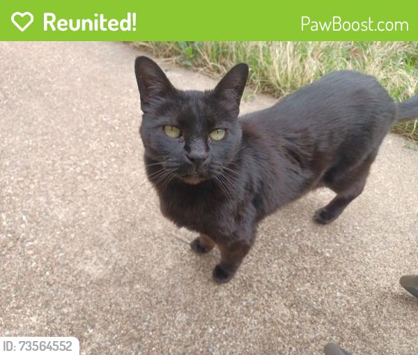 Reunited Male Cat last seen Near Thornton Ln, Temple, TX 76502, Temple, TX 76508