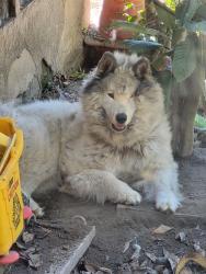 Lost Male Dog last seen Cudahy, Cudahy, CA 90201