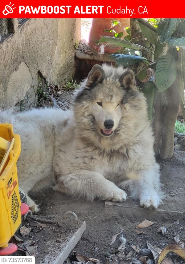 Lost Male Dog last seen Cudahy, Cudahy, CA 90201