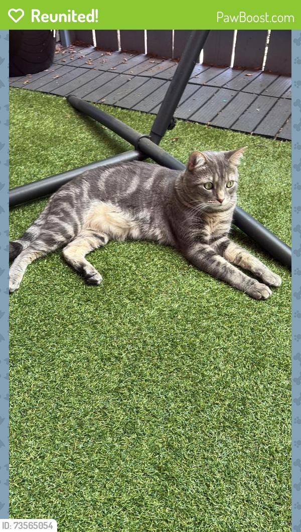 Reunited Male Cat last seen South, Long Beach, CA 90805