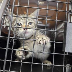 Shelter Stray Female Cat last seen , 244 Georgetown Rd, Jacksonville, NC 28540, USA