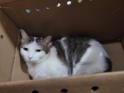 Reunited Male Cat last seen Tyson & Keystone, Philadelphia, PA 19135