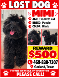Lost Female Dog last seen Buckingam and shiloh, Garland, TX 75044