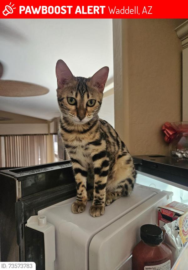 Lost Female Cat last seen Olive and citrus, Waddell, AZ 85355