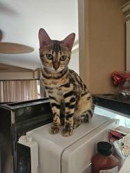 Lost Female Cat last seen Olive and citrus, Waddell, AZ 85355