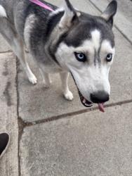 Found/Stray Female Dog last seen Tradewind drive, Yuba City, CA 95991