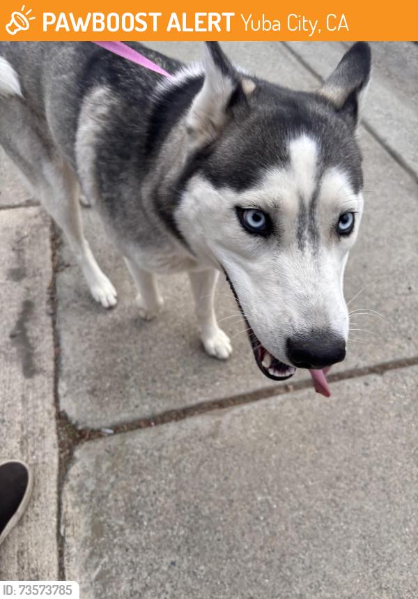 Found/Stray Female Dog last seen Tradewind drive, Yuba City, CA 95991