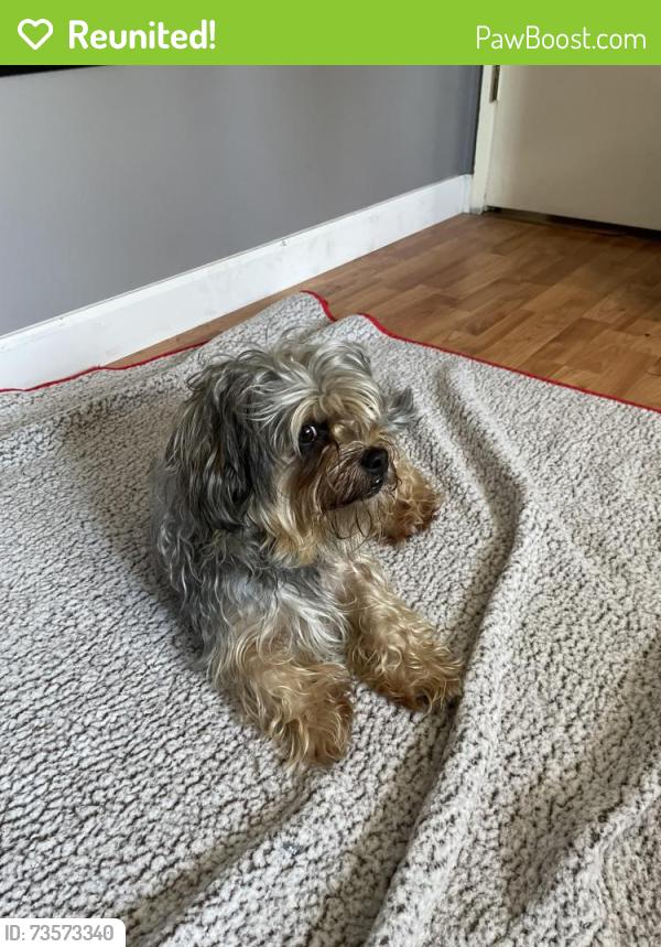 Reunited Male Dog last seen Gladstone drive, Surrey, BC 