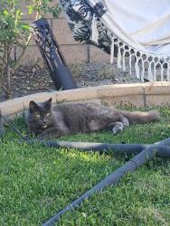 Reunited Female Cat last seen Whispering Hills, Lake Forest, CA 92630