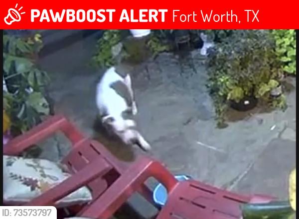 Lost Female Dog last seen Meadowlane Terrace and Ederville, Fort Worth, TX 76112