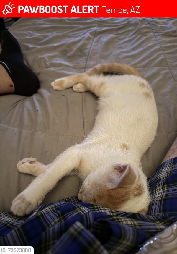 Lost Male Cat last seen Near east Williams street, Tempe, AZ 85281