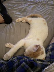 Lost Male Cat last seen Near east Williams street, Tempe, AZ 85281