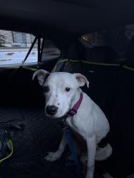 Found/Stray Female Dog last seen Hawthorne elementary, Oakland, CA 94601