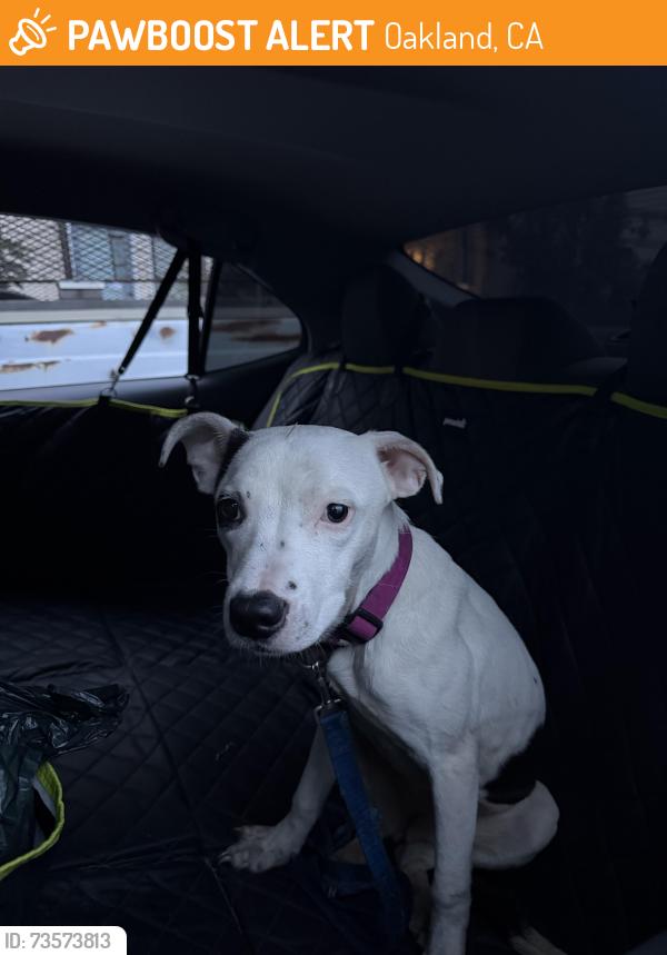Found/Stray Female Dog last seen Hawthorne elementary, Oakland, CA 94601