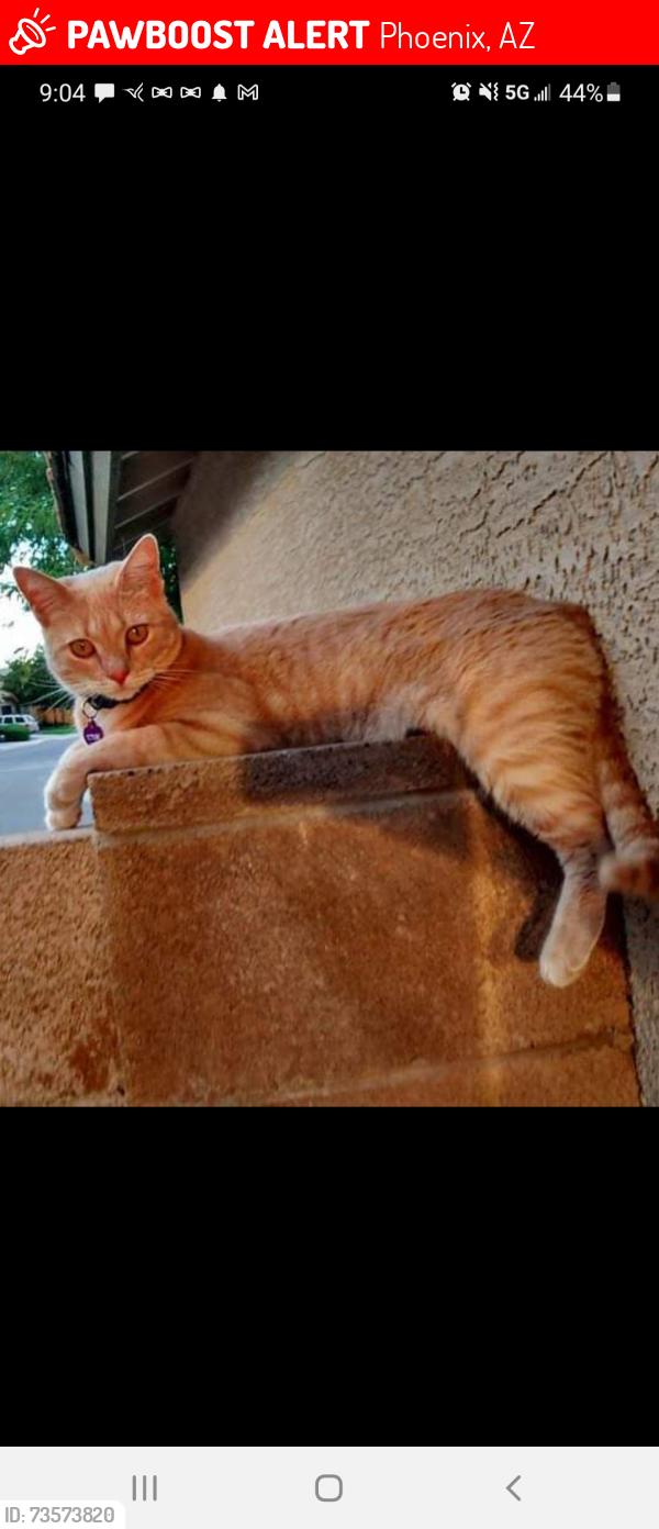 Lost Female Cat last seen Warner and Elliot loop, Phoenix, AZ 85044