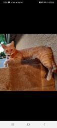 Lost Female Cat last seen Warner and Elliot loop, Phoenix, AZ 85044