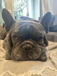 Lost Male Dog last seen Imperial hwy and Jersey ave, Norwalk, CA 90650