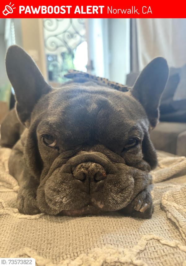 Lost Male Dog last seen Imperial hwy and Jersey ave, Norwalk, CA 90650
