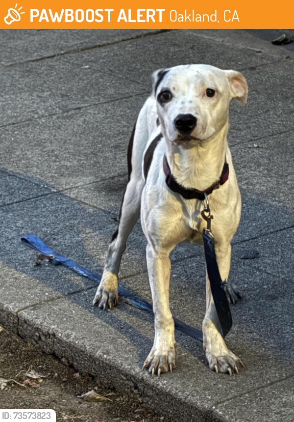 Found/Stray Female Dog last seen Near 26th Avenue, Oakland, CA, 94601, Oakland, CA 94601